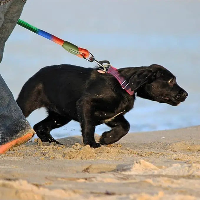 A black dog is running on a sandy beach while being led by a hands-free leash with a colorful reflective stripe.