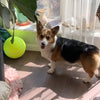 Giant 24cm Inflatable Tennis Ball Dog Toy with Pump