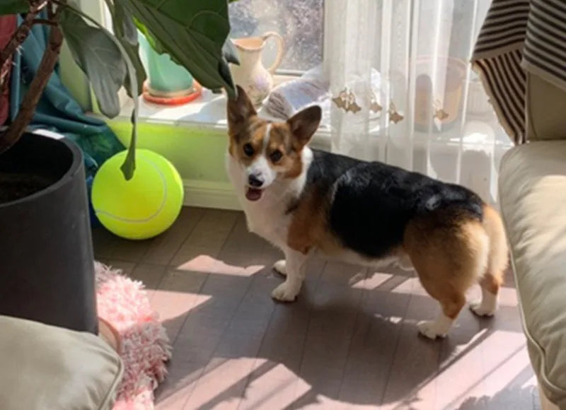 Giant 24cm Inflatable Tennis Ball Dog Toy with Pump