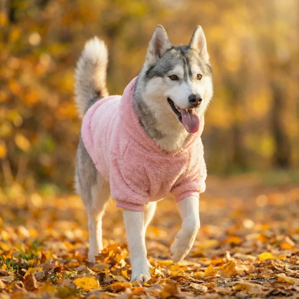Un chien gris et blanc duveteux portant un manteau en fausse fourrure rose, marchant sur un chemin couvert de feuilles d'auto