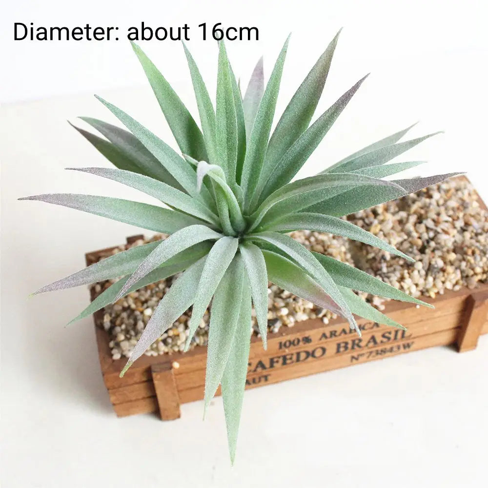 A spiky, silvery-green succulent plant with a diameter of about 16cm potted in wood and gravel.