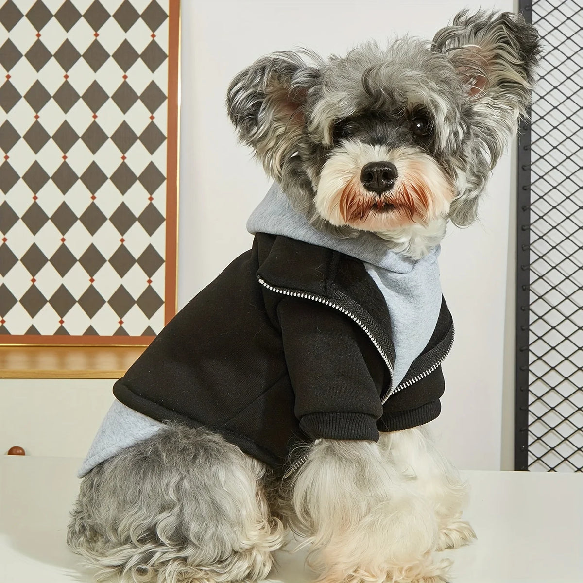 Ein kleiner, flauschiger Hund in grauem Hoodie und schwarzer Jacke vor weißem Hintergrund.