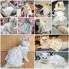 Princess-Style Dog Dress with Bow and Butterfly Skirt