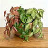 Realistic Artificial Ivy Hanging Plant for Wall Decor