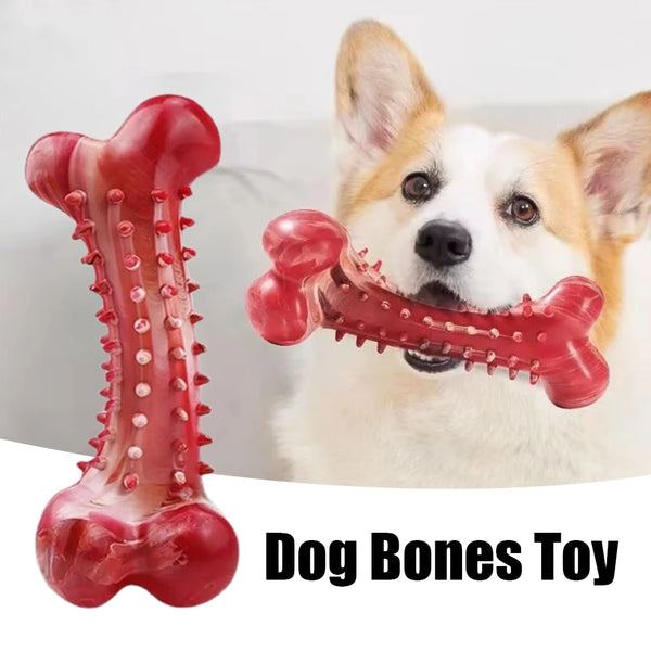 A small dog is holding a bright red rubber dog bone toy for chewing and training.