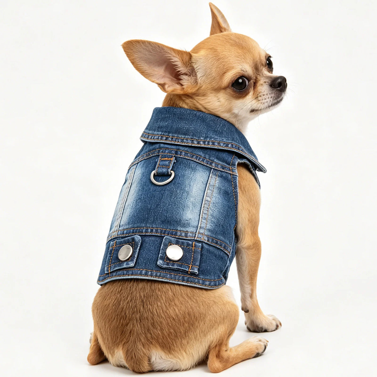 Un petit chien brun clair portant un gilet ou une veste en denim.