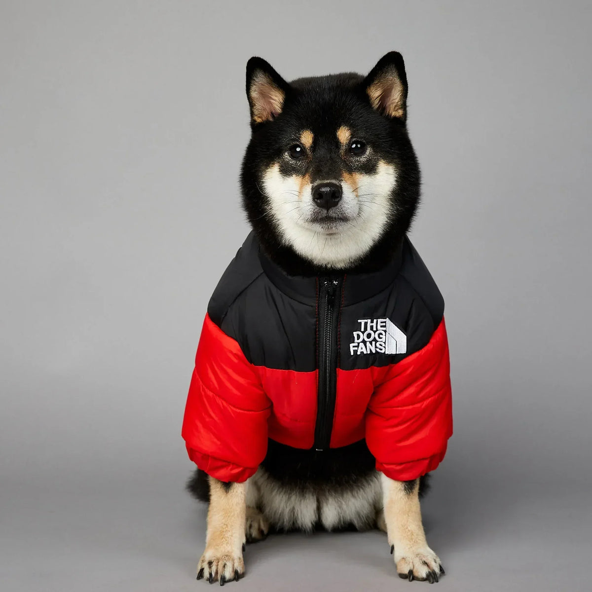 A fluffy black and white dog wearing a black and red winter coat with the The Dog Fans logo.