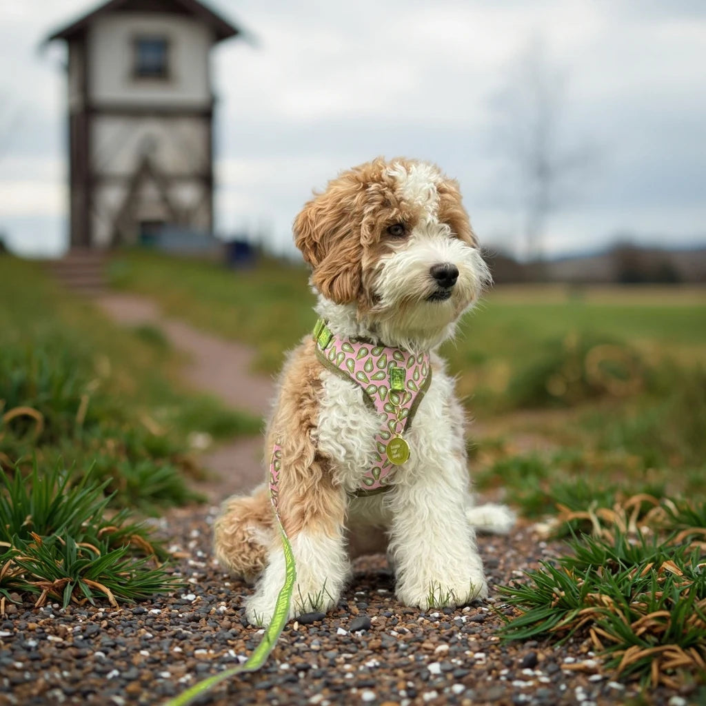 A light brown and white poodle puppy wearing a patterned harness and leash standing on a gravel path.
