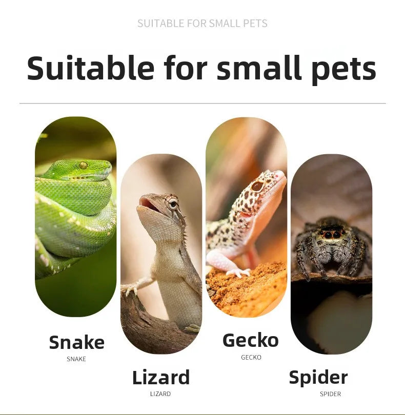 A display showing various small pets including a snake lizard gecko and spider
