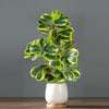 Artificial Heart-Leaf Ficus Plant with Green Leaves