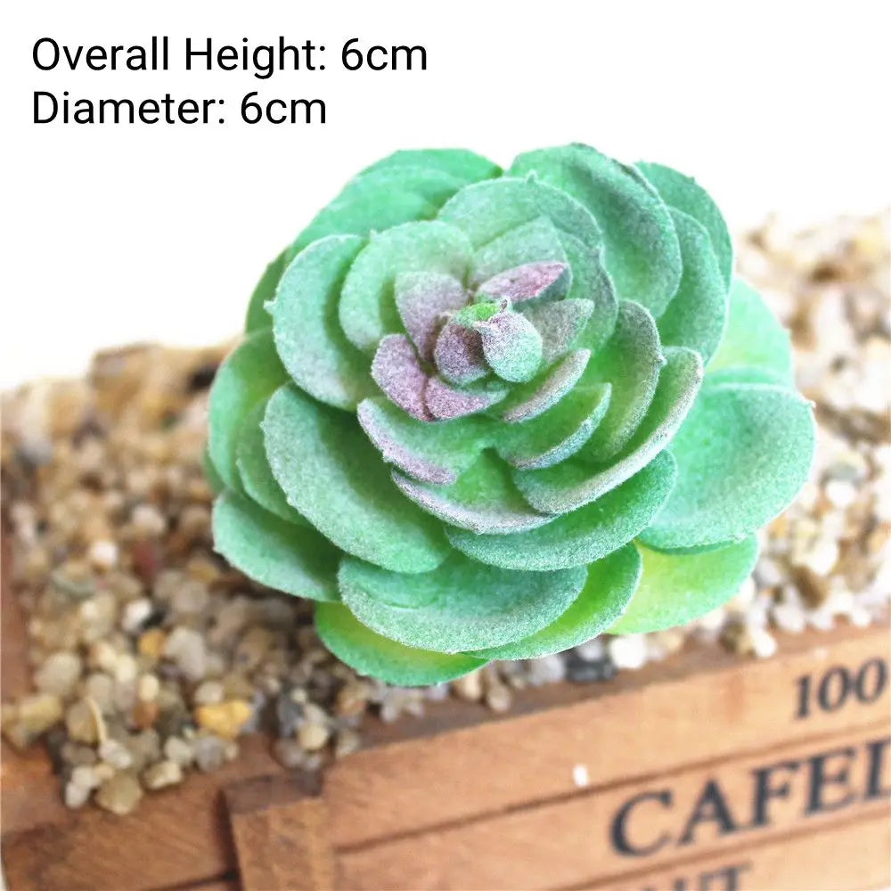 A vibrant green succulent plant with a rosette shape is displayed on a textured surface.