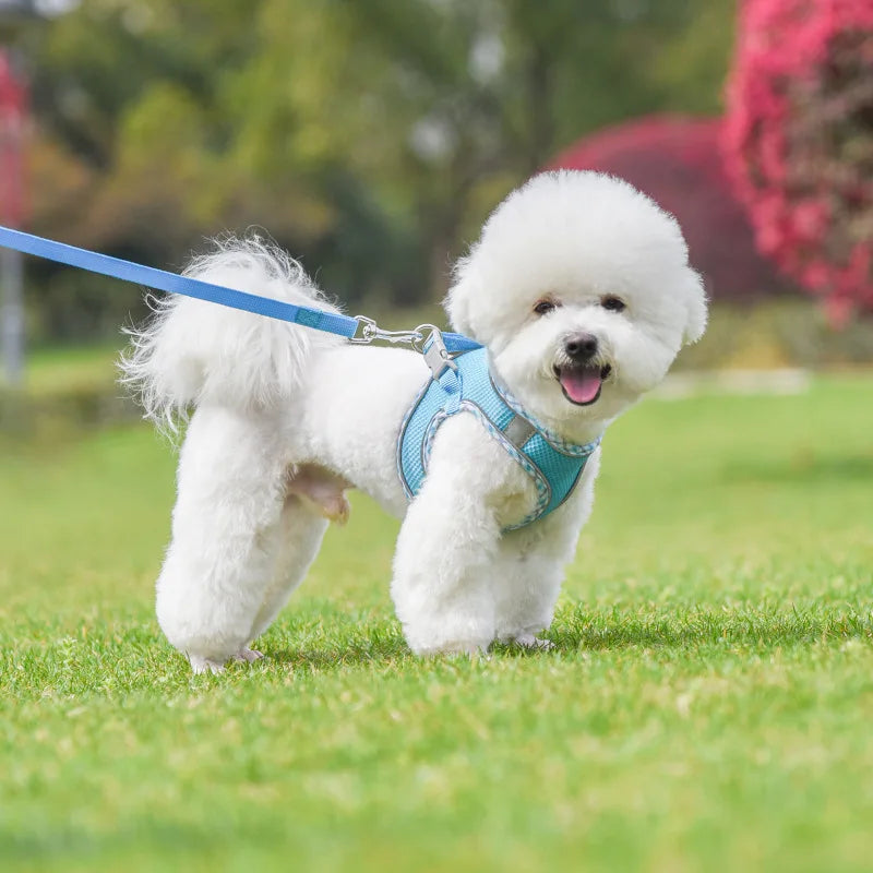 A white poodle wearing a light blue harness and leash is standing on green grass.