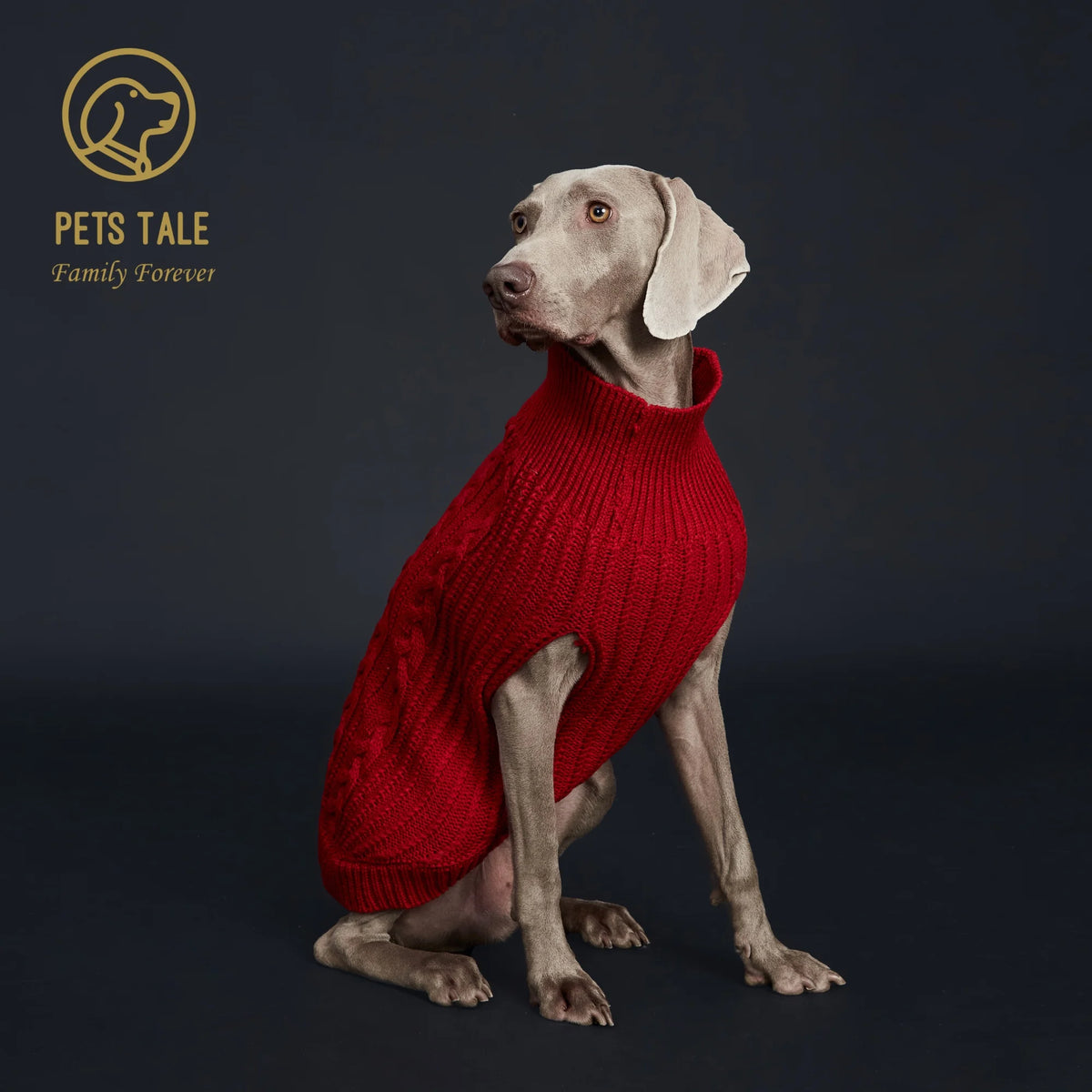 A dog wearing a red knitted sweater, photographed against a dark background.
