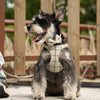 Classic Plaid Dog Collar, Harness & Leash Set with Bowtie