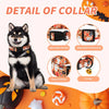 A black and white dog wearing a Halloween themed collar with an adjustable buckle and D-ring on an orange background.