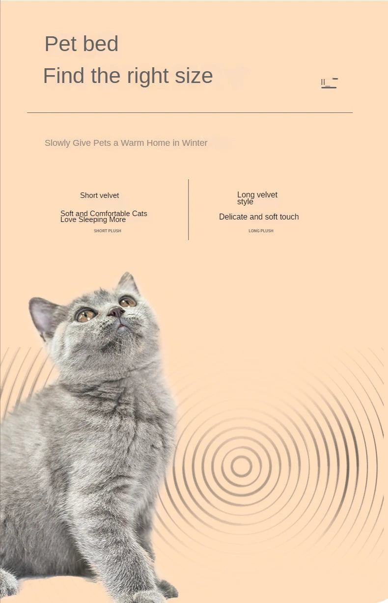 Un chat gris regarde vers le haut, assis sur une surface beige clair, avec une promotion de lits pour animaux.