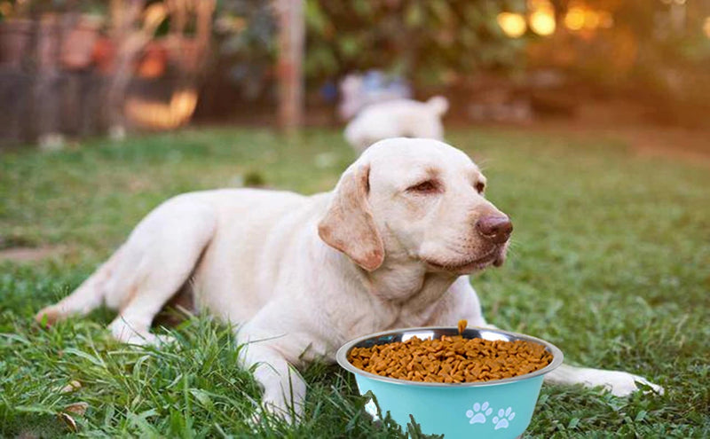 Erhöhter Fressnapf aus Edelstahl für Hunde