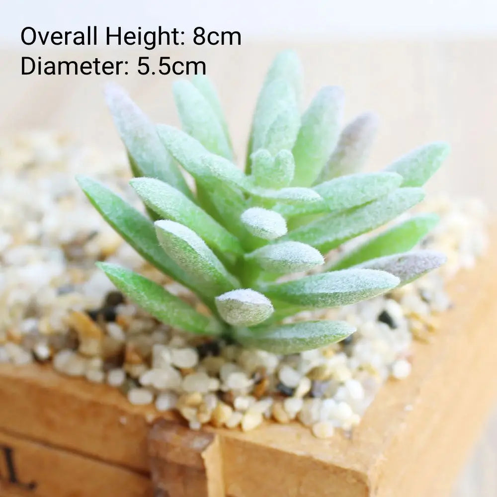 A small, green succulent plant with thick leaves is displayed on a wooden surface.