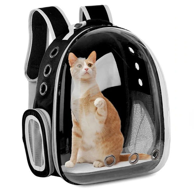 Un chat orange clair assis dans un sac à dos pour animaux noir avec une fenêtre transparente.
