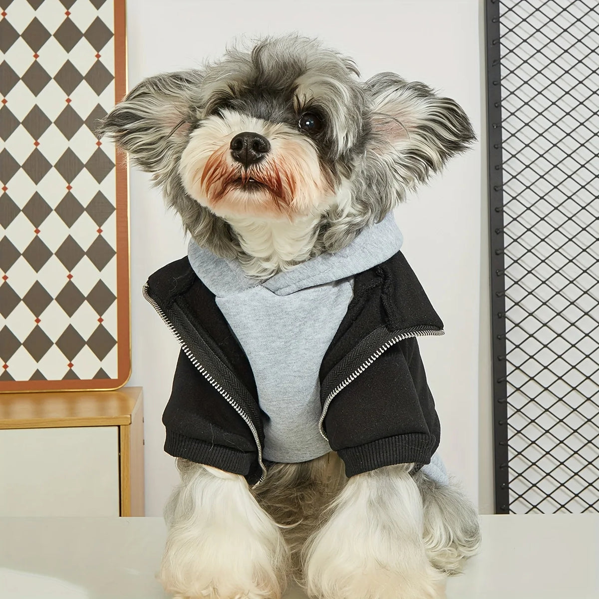 Ein kleiner, flauschiger Hund mit grauem Hoodie und schwarzer Jacke sitzt auf einer weißen Oberfläche.