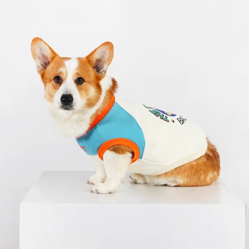 A small Shiba Inu dog wearing a light blue vest with orange trim against a white background.