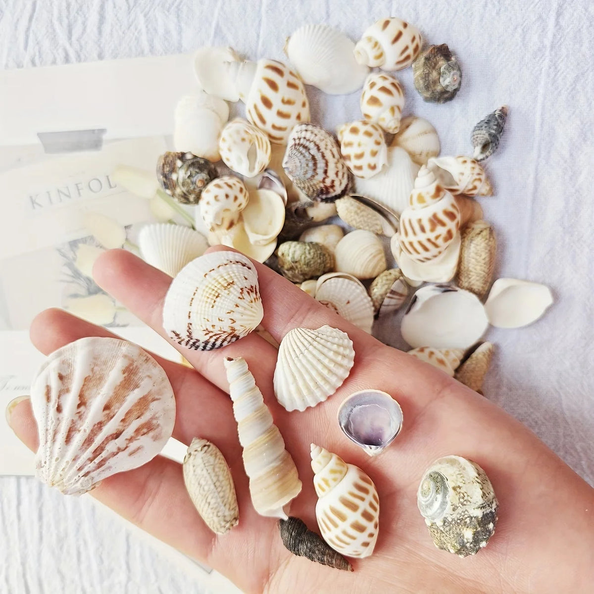 Natural Sea Wind Mixed Shells for Aquarium Décor (100g)