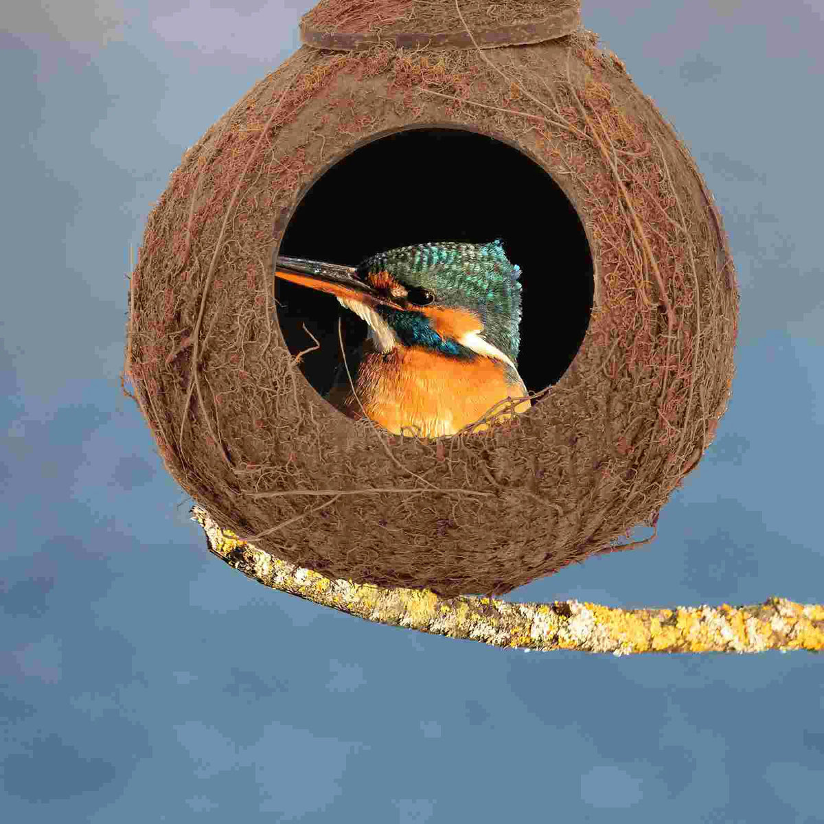 A small bird is visible inside a natural coconut shell bird nest toy.