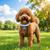 A fluffy brown dog wearing a personalized pet collar with a bone tag standing in a sunny grassy park.