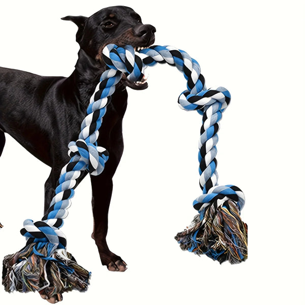 A black dog is playing with a blue and white braided rope toy.