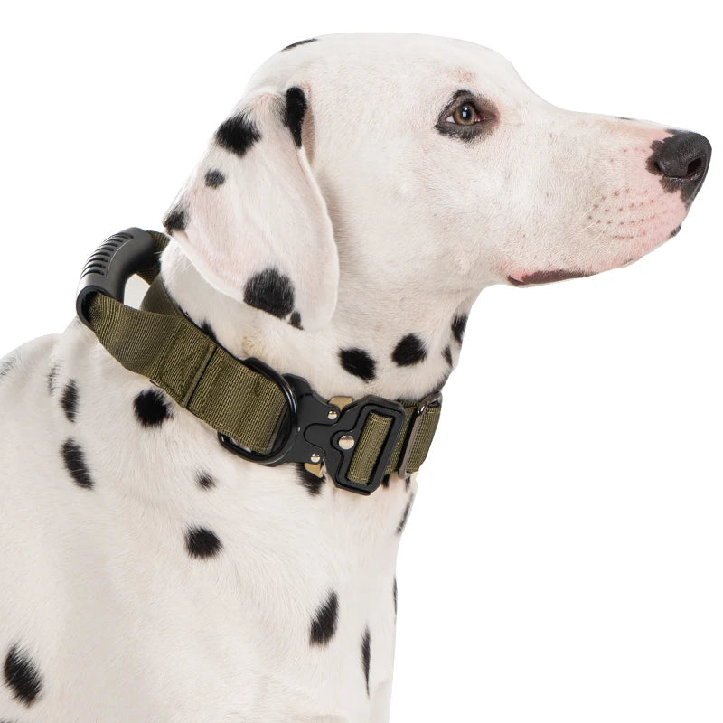 A white Dalmatian dog wearing a dark olive green tactical collar with a black handle.