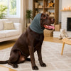 Ein brauner Hund trägt eine dunkelgraue beruhigende Ohrendämpfer-Accessoire und sitzt auf einem hellen Teppich drinnen.