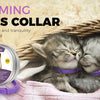 A purple calming collar is shown next to two kittens sleeping peacefully in a woven basket.