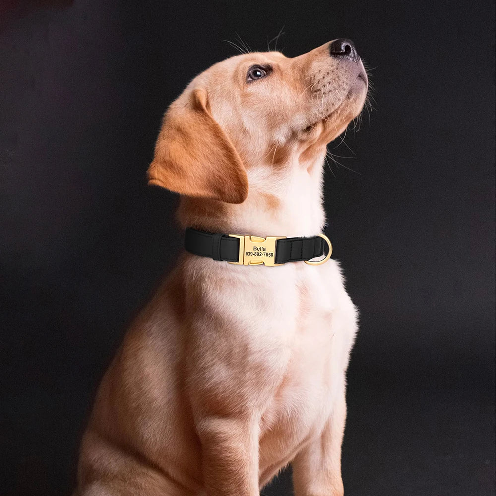 A light tan dog is wearing a black padded collar with a gold buckle and custom ID engraving.