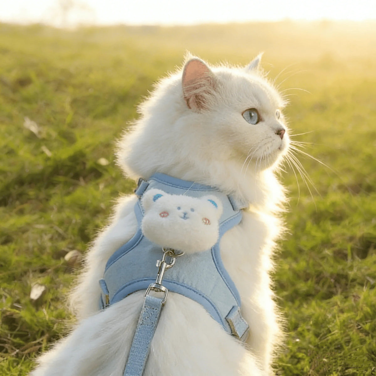 Un gato blanco con arnés y correa azul claro, parado en un campo de hierba durante el atardecer.