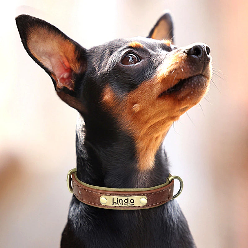 Personalisierte gepolsterte Leder-Hundehalsband mit graviertem Namensschild