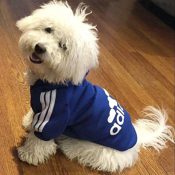 A white dog wearing a royal blue fleece hoodie with white stripes and an Adidas logo