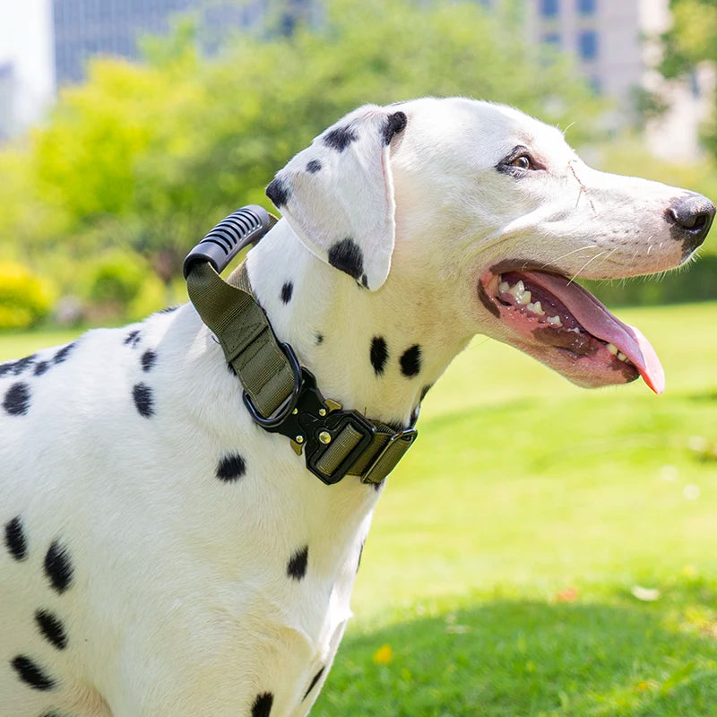 A white Dalmatian dog wearing a black tactical collar outdoors on green grass.