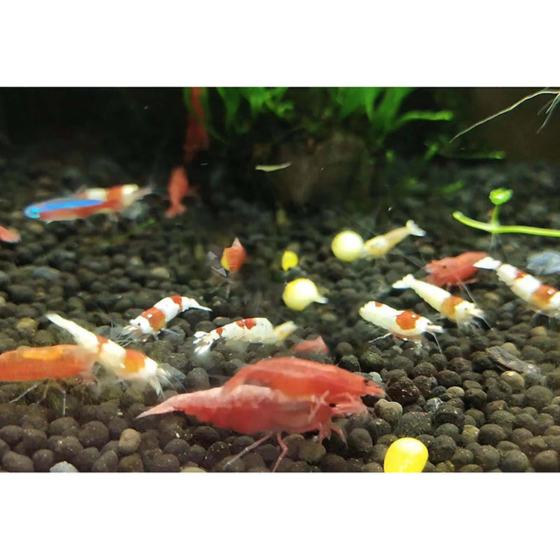Edelstahl-Aquarium CO2-Generator