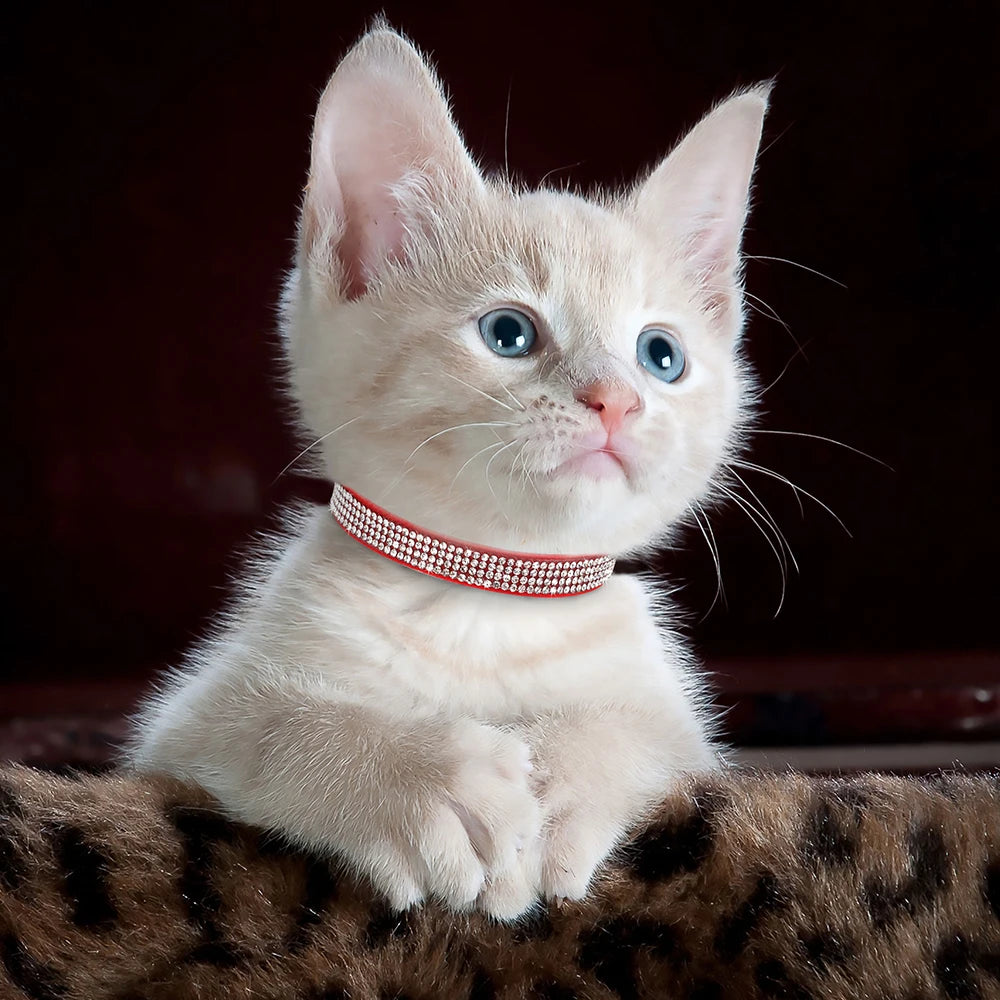 A small, light pink kitten wearing a red rhinestone collar with a safety breakaway buckle.