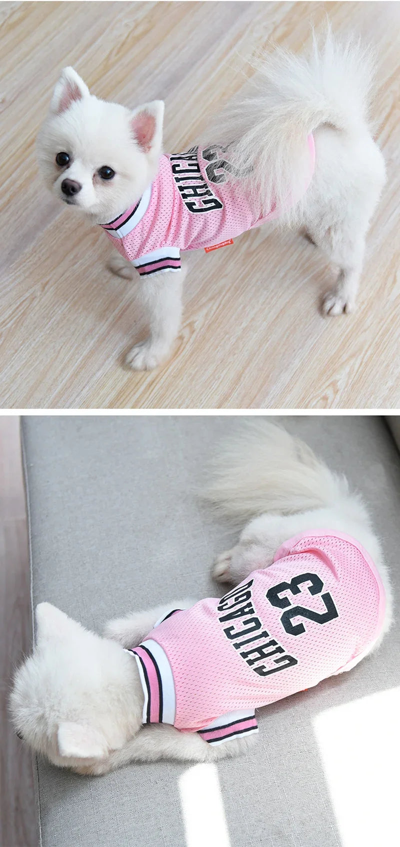 A white dog wearing a pink basketball vest with Chicago lettering.