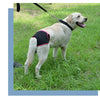 Reusable Dog Diapers for Heat Cycles and Incontinence