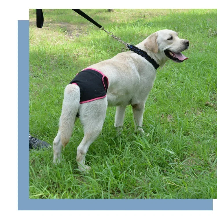 Reusable Dog Diapers for Heat Cycles and Incontinence