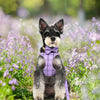 Classic Plaid Dog Collar, Harness & Leash Set with Bowtie