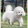 Self-Adhesive Pet Bandage Wrap for Paw Protection & Wound Care