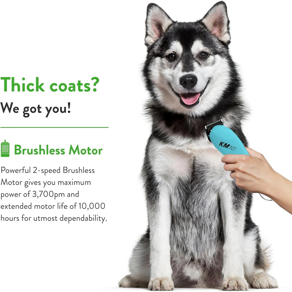 A fluffy husky dog is shown next to a hand holding a blue grooming tool.
