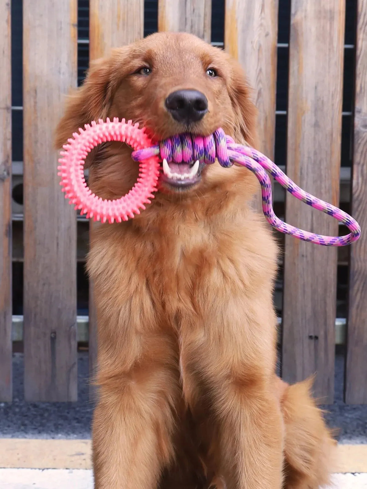A golden retriever holding a pink and purple interactive dental chew ring toy.
