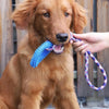 Supet Interactive Training Ring Toy for Dogs