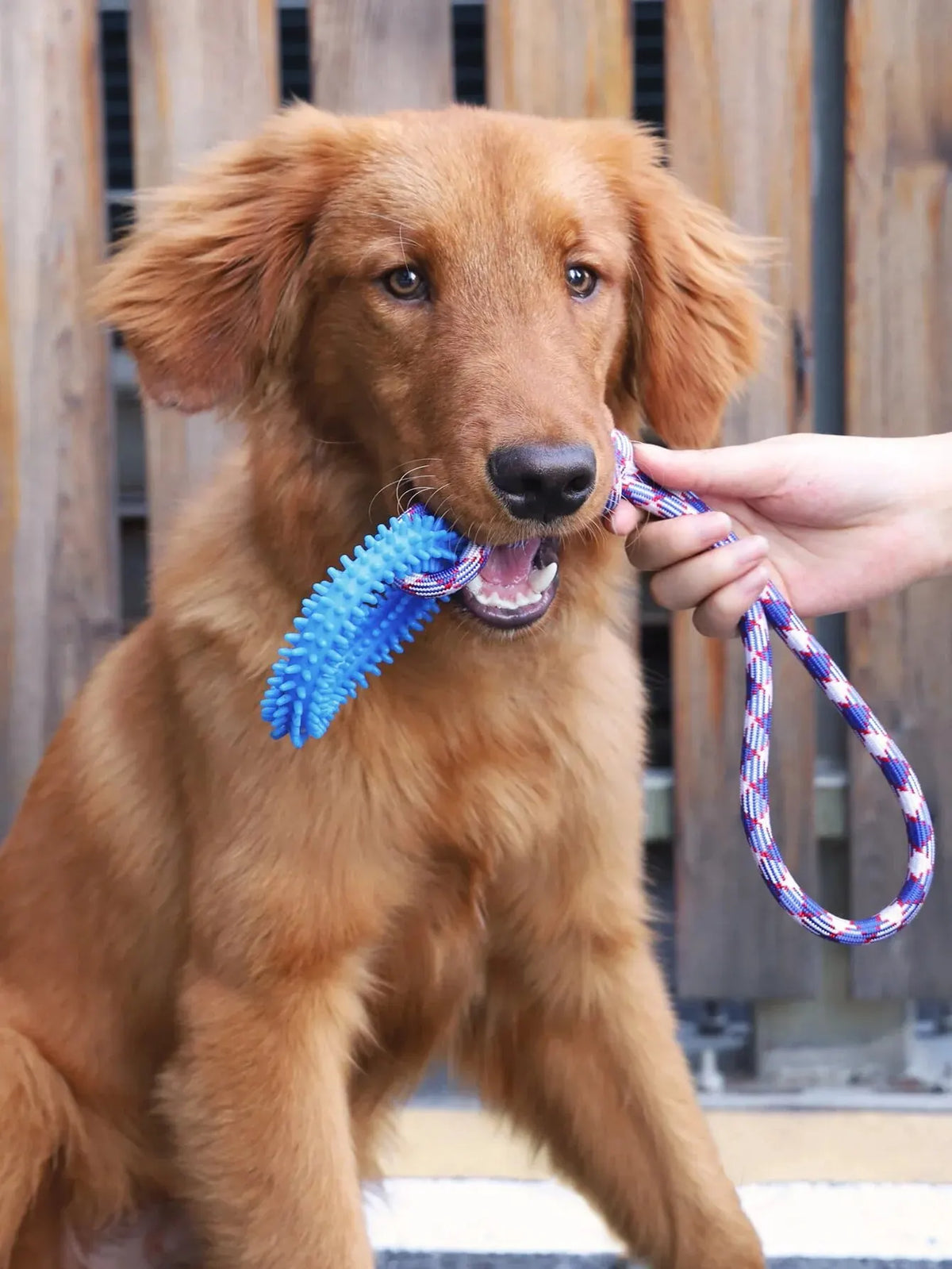 A golden retriever is holding a blue interactive dental chew ring for dogs.