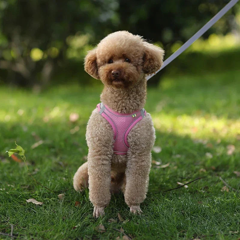 A fluffy light brown dog is sitting on green grass, wearing a pink harness and holding a white leash.