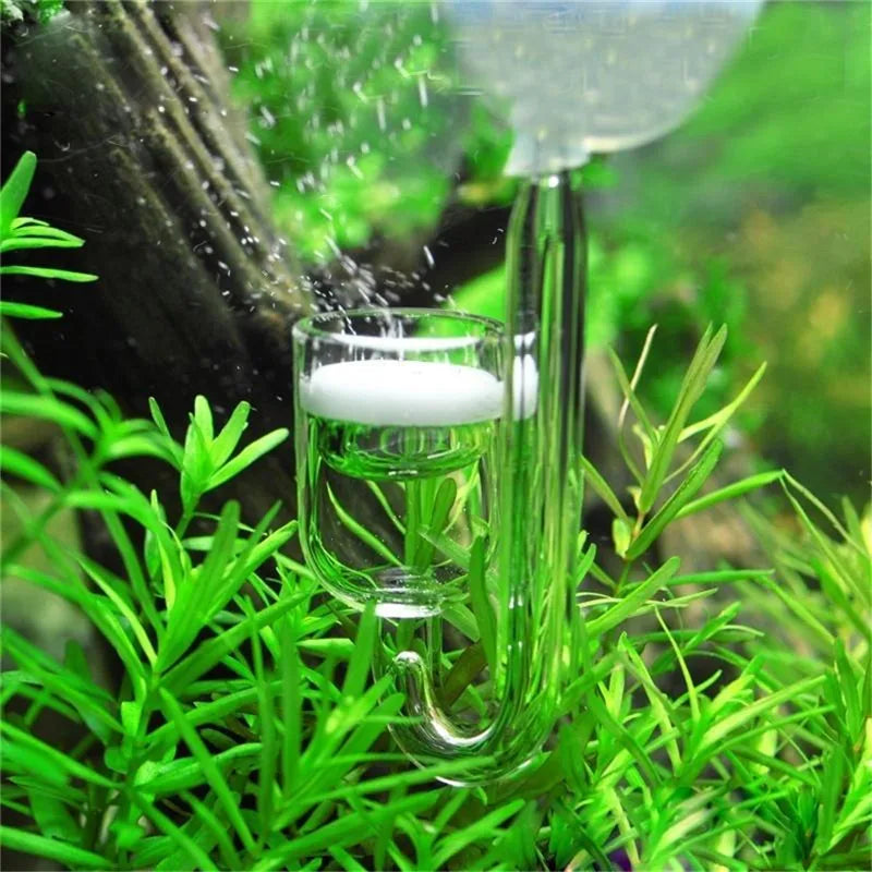 Kit de diffuseur CO2 pour aquarium en verre avec clapet anti-retour, entouré de plantes aquatiques vertes.